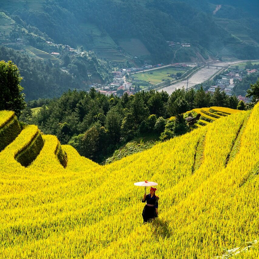 mountains, plateau, step, field, people, nature, rice, countryside, outdoors, agriculture
